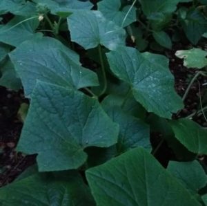 como-fazer-horta-de-pepino-