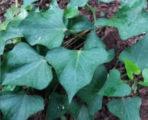 vitaminas-das-folhas-de-batata-doce-