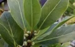 Benefícios do Louro – Como Usar na Culinária e Como Remédio Caseiro