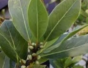 Benefícios do Louro – Como Usar na Culinária e Como Remédio Caseiro