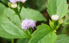 Chás contra cólica Menstrual – Benefícios dos Chás Medicinais