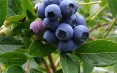 Como Fazer Muda de Mirtilo com Sementes – Dicas para Germinação