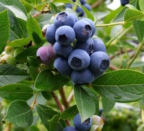 Como Fazer Muda de Mirtilo com Sementes – Dicas para Germinação