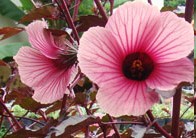 Hibisco de Folhas Vermelhas – Cuidados, Nutrientes e Benefícios à Saúde