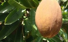 Amendoim de Árvore – Cacau Selvagem ou Castanha do Maranhão