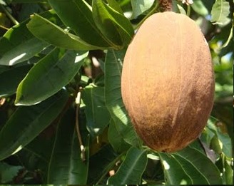 Amendoim de Árvore – Cacau Selvagem ou Castanha do Maranhão