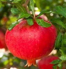 benefícios-e-vitaminas-da-romã-