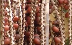 Vitaminas do Buriti – Benefícios e Nutrientes da Fruta e do Óleo de Buriti