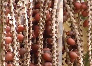 Vitaminas do Buriti – Benefícios e Nutrientes da Fruta e do Óleo de Buriti