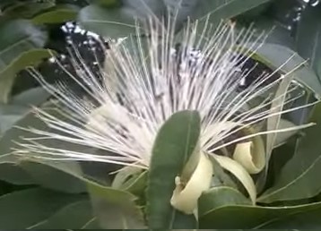 flor-o-amendoim-de-árvore-