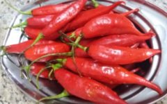 Conserva de Pimenta – Como Fazer, Validade da Pimenta in Natura