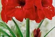 Lírio Vermelho ou Açucena – Como Plantar a Batata ou Bulbo, Cultivar