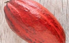 Chocolate Rosa ou Rubi – Como é Feito, Vitaminas e Benefícios