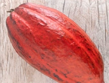 Chocolate Rosa ou Rubi – Como é Feito, Vitaminas e Benefícios