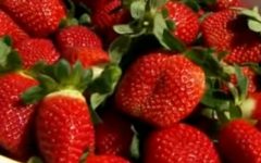 Quando Podar Morango – Dicas de Plantio de Morango Orgânico
