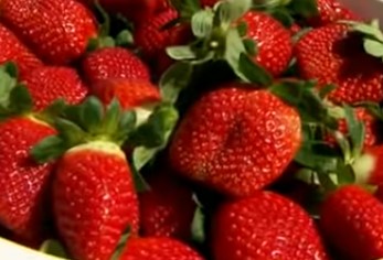 Quando Podar Morango – Dicas de Plantio de Morango Orgânico