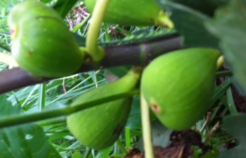 Como Tirar Pele de Figo Verde Rápido para Fazer Compota
