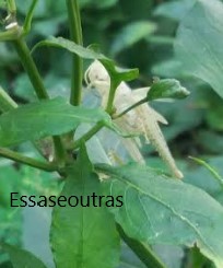 como-acabar-com-gafanhoto-na-horta