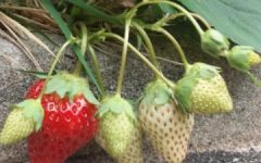 Porque Fruta in Natura e Mais Saudável que Suco da Fruta