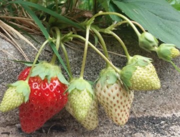 Porque Fruta in Natura e Mais Saudável que Suco da Fruta