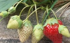 Funções das Vitaminas Para que Serve Vitamina A, B, C, D, E e K e Falta