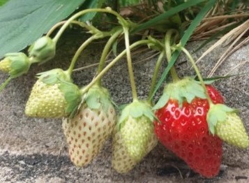 Funções das Vitaminas Para que Serve Vitamina A, B, C, D, E e K e Falta