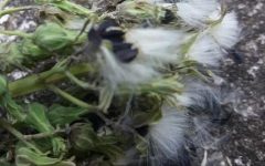 Sementes de Almeirão na Planta – Foto, Como Tirar e Plantar Almeirão