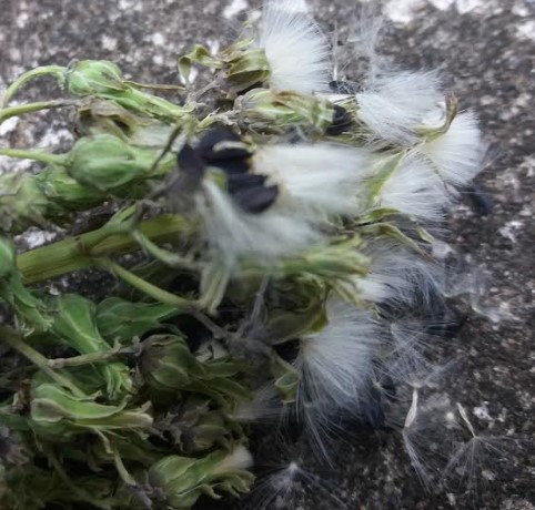 Sementes de Almeirão na Planta – Foto, Como Tirar e Plantar Almeirão