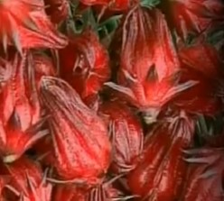 cálice-de-hibiscus-subdariffa-usado-em-chás