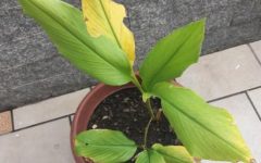 Quando Colher Açafrão ou Cúrcuma – Desidratar e Fazer Açafrão em Pó