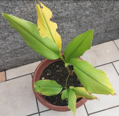 Quando Colher Açafrão ou Cúrcuma – Desidratar e Fazer Açafrão em Pó
