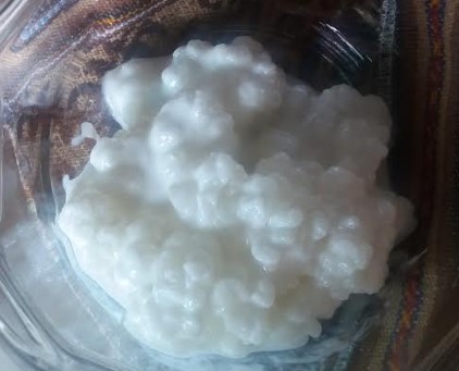 Como Cuidar do Kefir de Leite – Dica para Tirar a Gosma dos Grãos de Kefir
