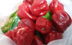 Como Secar Pimenta no Sol, Forno Inteira, Picada e Fazer Pimenta em Pó