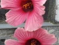Como Colher Hibisco e Secar os Botões para Chá e Geleia – Tipos