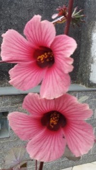 Como Colher Hibisco e Secar os Botões para Chá e Geleia – Tipos