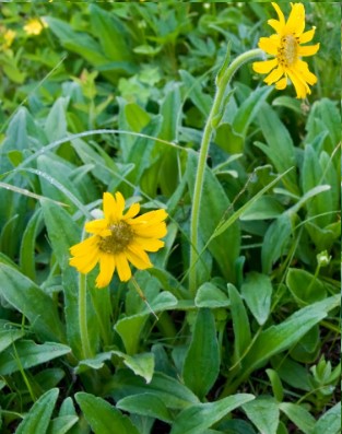 tipos-de-arnica-arica-europeia-benefícios-da-arnica