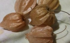 Benefícios do Camapu – Nutrientes do Juá de Capote, Foto e Nomes
