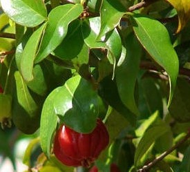 chá-da-folhas-da-pitanga-benefícios-