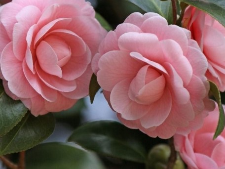 camélia-flores-de-inverno-