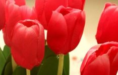 Flores de Inverno – Como Deixar a Casa Florida no Frio – Decorar com Flor