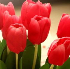 Flores de Inverno – Como Deixar a Casa Florida no Frio – Decorar com Flor