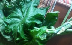 Folha de Mamona como Fertilizante e para combater Fungos em Plantas