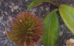 Sementes de Alamanda Amarela – Como Nascem, Foto e Como Plantar