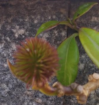 Sementes de Alamanda Amarela – Como Nascem, Foto e Como Plantar