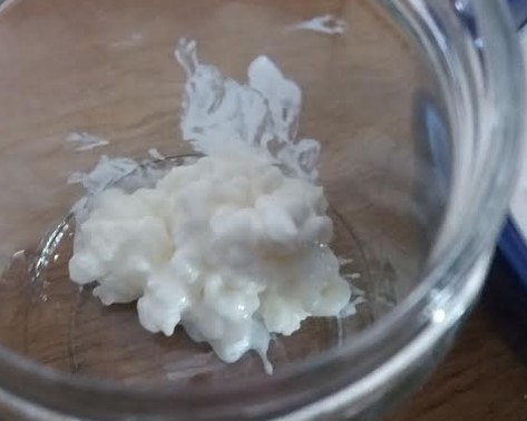 Kefir em Manta – Grãos de Kefir Grudados ou Pequenos – O Que Fazer