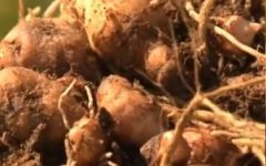 Benefícios do Mangarito, Taioba Portuguesa Vitaminas Foto, Uso Culinário