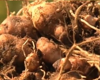 Benefícios do Mangarito, Taioba Portuguesa Vitaminas Foto, Uso Culinário