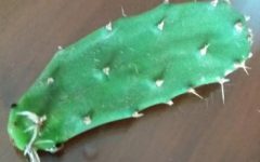 Como Plantar Cacto – Dica de Rega, Cultivo, Adubo, Floração e Frutos