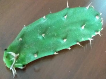Como Plantar Cacto – Dica de Rega, Cultivo, Adubo, Floração e Frutos
