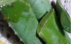 Enraizador Caseiro Orgânico Receitas de Enraizador Adubo Fácil de Fazer